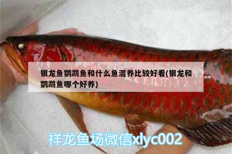 銀龍魚鸚鵡魚和什么魚混養(yǎng)比較好看(銀龍和鸚鵡魚哪個好養(yǎng)) 銀龍魚鸚鵡魚和什么魚混養(yǎng)比較好看(銀龍和鸚鵡魚哪個好養(yǎng)) 觀賞魚百科