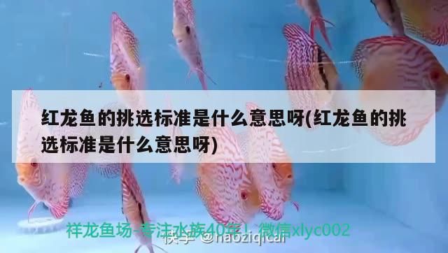 紅龍魚的挑選標準是什么意思呀(紅龍魚的挑選標準是什么意思呀)（紅龍魚的挑選標準） 紅龍魚的挑選標準是什么意思呀(紅龍魚的挑選標準是什么意思呀)（紅龍魚的挑選標準） 觀賞魚百科