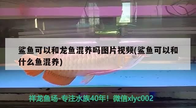 鯊魚可以和龍魚混養嗎圖片視頻(鯊魚可以和什么魚混養)（鯊魚可以和什么魚混養）