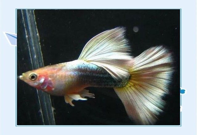 孔雀龍魚有哪些變異品種（孔雀龍魚的變異品種）