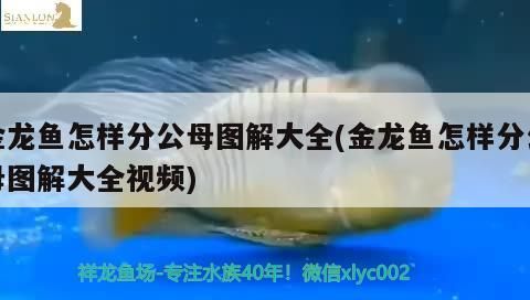 金龍魚怎樣分公母圖解大全(金龍魚怎樣分公母圖解大全視頻) 金龍魚怎樣分公母圖解大全(金龍魚怎樣分公母圖解大全視頻) 觀賞魚百科
