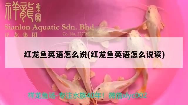 紅龍魚英語怎么說(紅龍魚英語怎么說讀) 紅龍魚英語怎么說(紅龍魚英語怎么說讀) 觀賞魚百科
