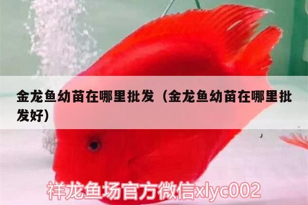金龍魚幼苗在哪里批發（金龍魚幼苗在哪里批發好）（哈爾濱金龍魚幼苗在哪里批發金龍魚幼苗在哪里批發）