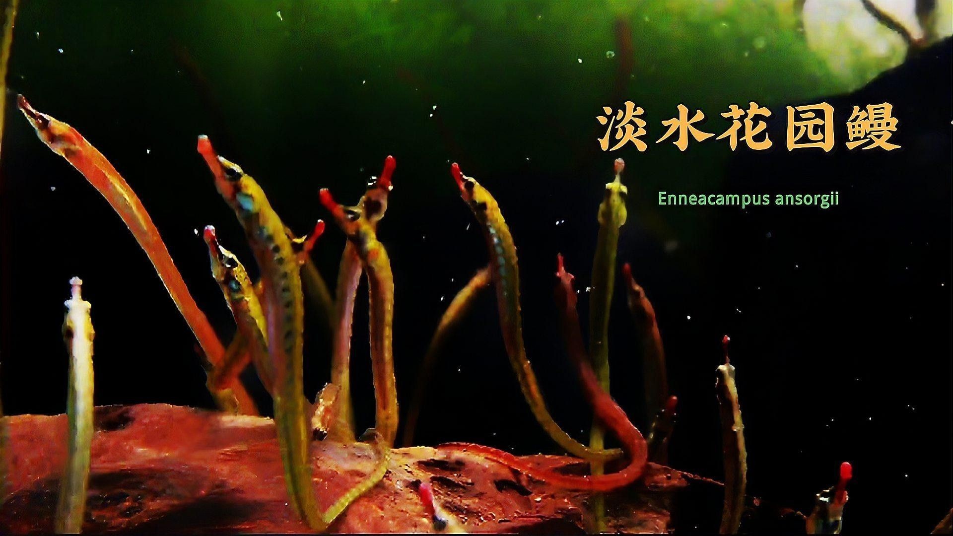 淡水海龍魚對水質有何要求