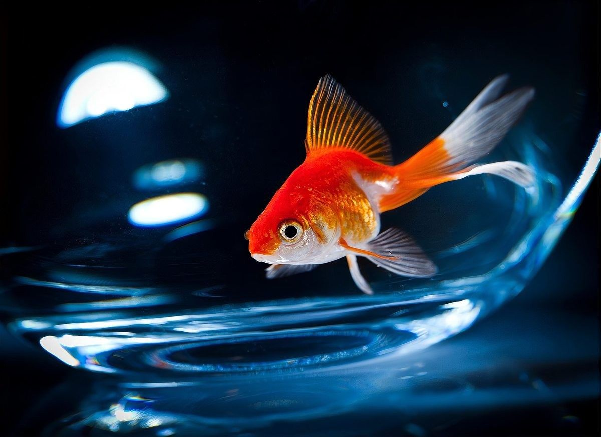 龍魚飼料可以保存多久 龍魚飼料可以保存多久 龍魚百科 第10張