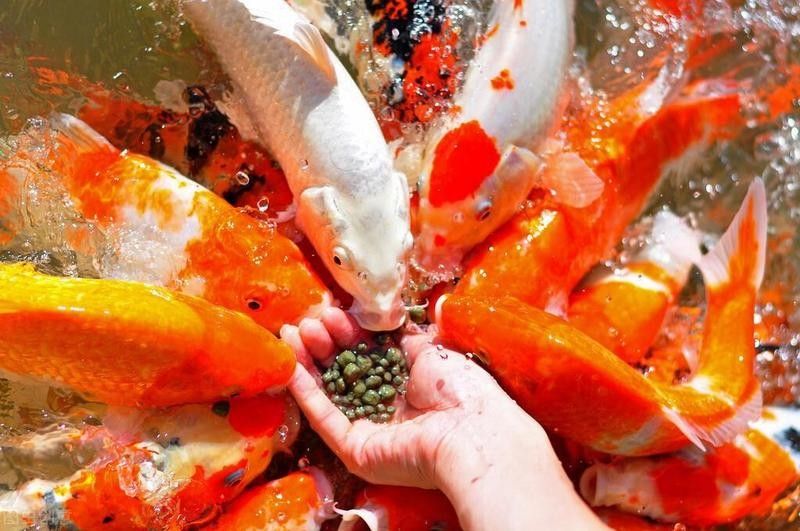 龍魚飼料可以保存多久 龍魚飼料可以保存多久 龍魚百科 第11張