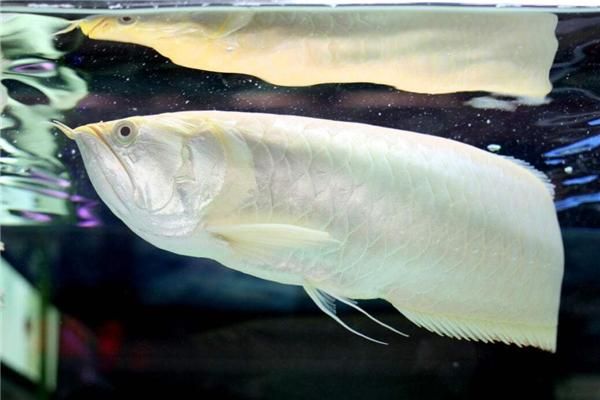 龍魚喂食視頻【粗線銀板魚和龍魚混養怎么樣】（龍魚與粗線銀板魚混養的可行性時，我們需要考慮幾個關鍵因素）