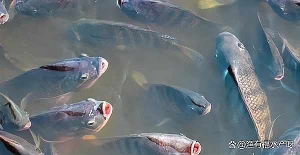 如何預(yù)防金龍魚浮頭（金龍魚浮頭怎么辦）