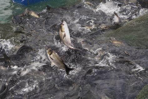 如何預(yù)防金龍魚浮頭（金龍魚浮頭怎么辦）