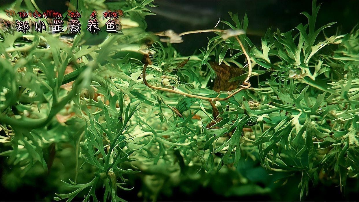 雷龍魚繁殖后怎么辦？（關于雷龍魚繁殖后的處理措施，雷龍魚繁殖后的處理措施）