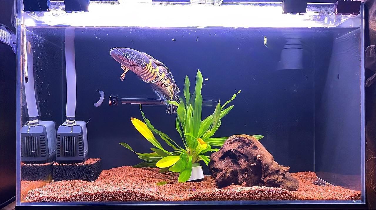 雷龍魚繁殖后怎么辦？（關于雷龍魚繁殖后的處理措施，雷龍魚繁殖后的處理措施）