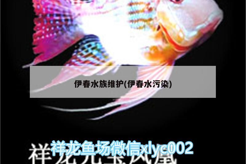 伊春水族維護(hù)(伊春水污染)（達(dá)氏鰉是什么？） 伊春水族維護(hù)(伊春水污染)（達(dá)氏鰉是什么？） 觀賞魚百科