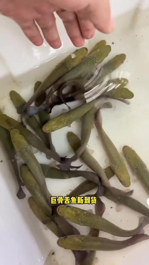 巨骨舌魚和龍魚的價格差異大嗎（巨骨舌魚和龍魚的價格差異） 巨骨舌魚和龍魚的價格差異大嗎（巨骨舌魚和龍魚的價格差異） 龍魚百科 第6張