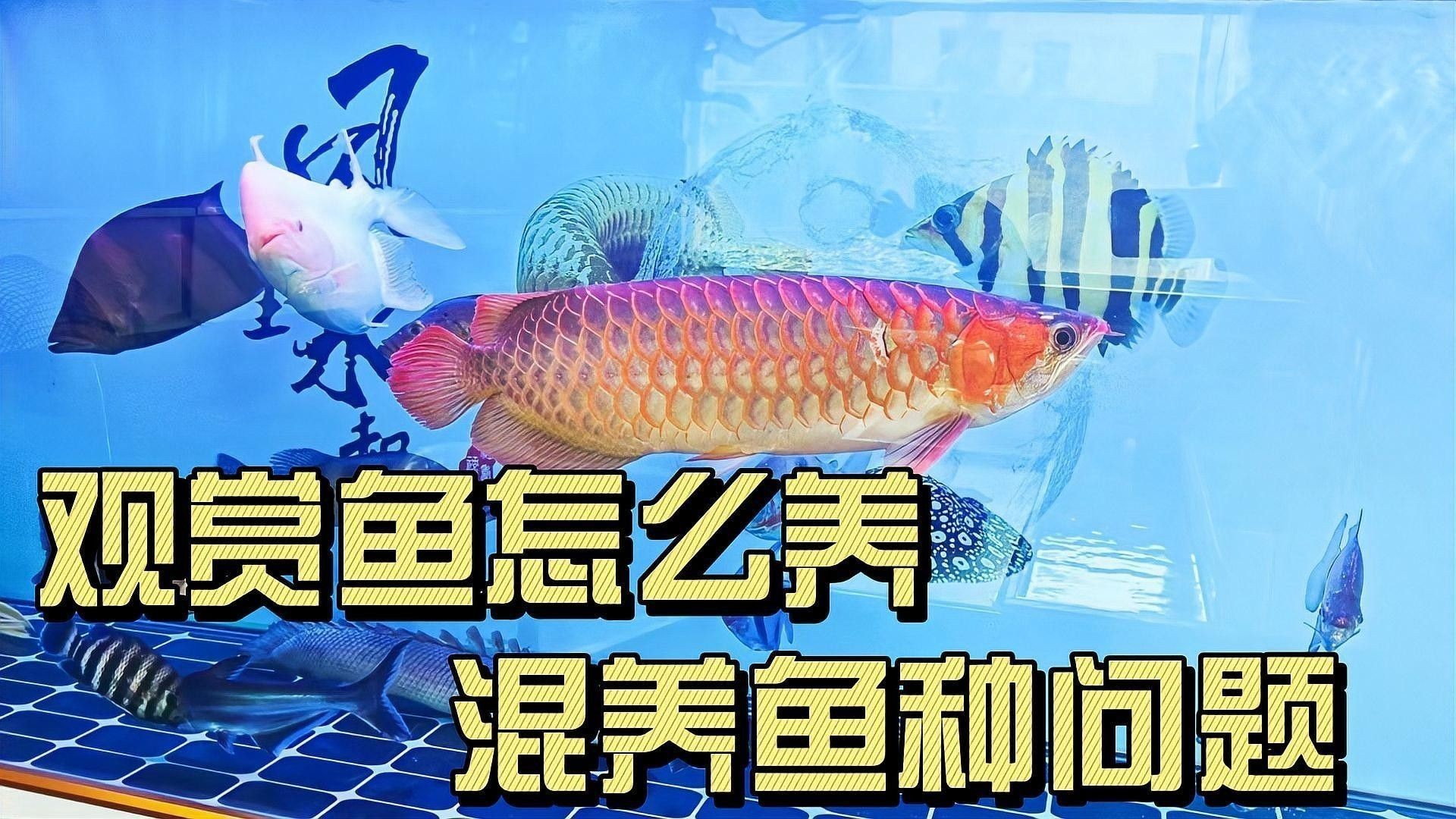 金龍紅龍魚混養需要哪些設備（金龍和紅龍可以混養嗎）