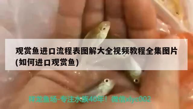 觀賞魚(yú)進(jìn)口流程表圖解大全視頻教程全集圖片(如何進(jìn)口觀賞魚(yú))（觀賞魚(yú)進(jìn)口流程表圖解）