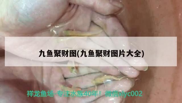 九魚聚財圖(九魚聚財圖片大全)（九魚圖掛家里什么位置風水好）