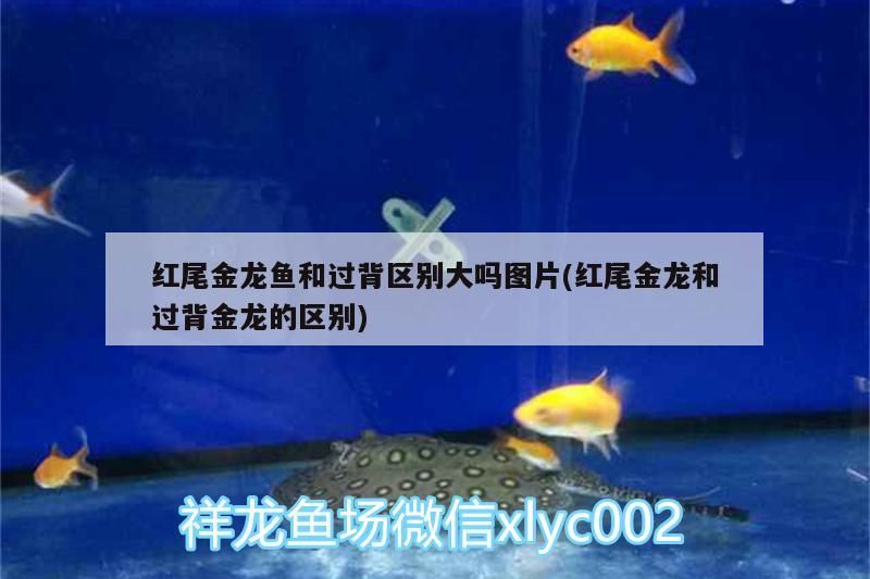 紅尾金龍魚和過背區(qū)別大嗎圖片(紅尾金龍和過背金龍的區(qū)別)（紅尾金龍魚與過背金龍魚的區(qū)別） 紅尾金龍魚和過背區(qū)別大嗎圖片(紅尾金龍和過背金龍的區(qū)別)（紅尾金龍魚與過背金龍魚的區(qū)別） 觀賞魚百科
