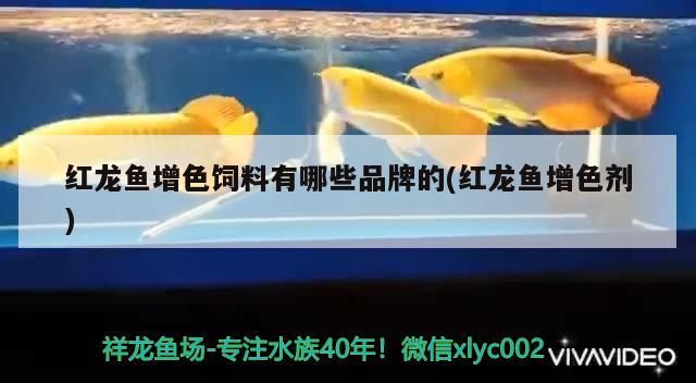 紅龍魚增色飼料有哪些品牌的(紅龍魚增色劑)（紅龍魚增色飼料有哪些品牌的）