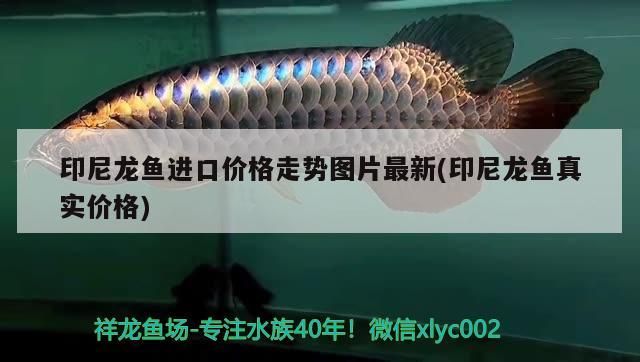印尼龍魚進口價格走勢圖片最新(印尼龍魚真實價格)（印尼龍魚進口價格走勢圖片） 印尼龍魚進口價格走勢圖片最新(印尼龍魚真實價格)（印尼龍魚進口價格走勢圖片） 觀賞魚百科