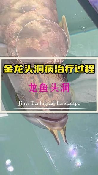 金龍魚傷口感染的癥狀有哪些？（觀賞魚金龍魚傷口感染什么癥狀金龍魚傷口感染癥狀） 金龍魚傷口感染的癥狀有哪些？（觀賞魚金龍魚傷口感染什么癥狀金龍魚傷口感染癥狀） 龍魚百科 第4張