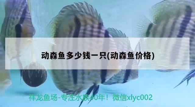 動森魚多少錢一只(動森魚價格)（《動森魚》多少錢一只）