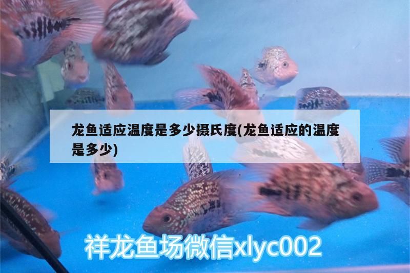 龍魚適應溫度是多少攝氏度(龍魚適應的溫度是多少)（百度百科-龍魚適應溫度是多少攝氏度是多少攝氏度） 龍魚適應溫度是多少攝氏度(龍魚適應的溫度是多少)（百度百科-龍魚適應溫度是多少攝氏度是多少攝氏度） 觀賞魚百科