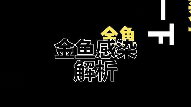 白子龍魚混養(yǎng)注意事項（探秘銀龍魚混養(yǎng)的注意事項）