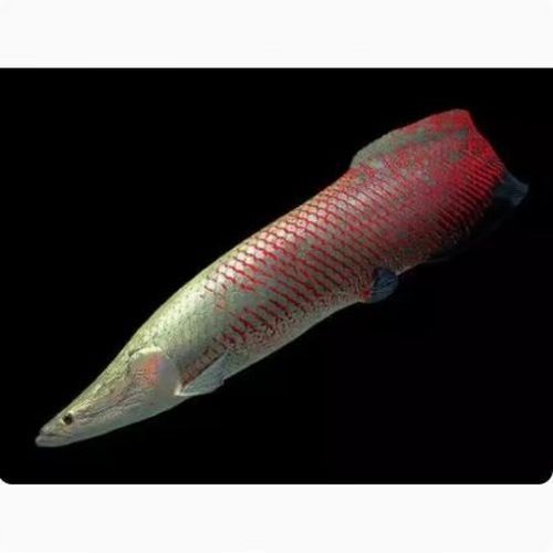 給我一些海象魚和龍魚混養的圖片（關于海象魚和龍魚混養的圖片描述） 給我一些海象魚和龍魚混養的圖片（關于海象魚和龍魚混養的圖片描述） 龍魚百科 第3張