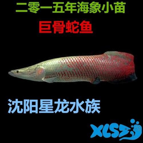 給我一些海象魚和龍魚混養的圖片（關于海象魚和龍魚混養的圖片描述） 給我一些海象魚和龍魚混養的圖片（關于海象魚和龍魚混養的圖片描述） 龍魚百科 第7張