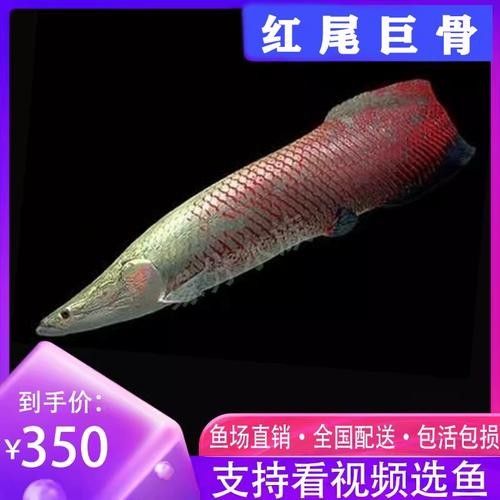 給我一些海象魚和龍魚混養的圖片（關于海象魚和龍魚混養的圖片描述） 給我一些海象魚和龍魚混養的圖片（關于海象魚和龍魚混養的圖片描述） 龍魚百科 第6張