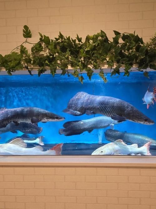 給我一些海象魚和龍魚混養的圖片（關于海象魚和龍魚混養的圖片描述） 給我一些海象魚和龍魚混養的圖片（關于海象魚和龍魚混養的圖片描述） 龍魚百科 第13張