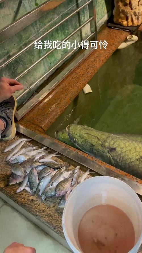 給我一些海象魚和龍魚混養的圖片（關于海象魚和龍魚混養的圖片描述） 給我一些海象魚和龍魚混養的圖片（關于海象魚和龍魚混養的圖片描述） 龍魚百科 第17張