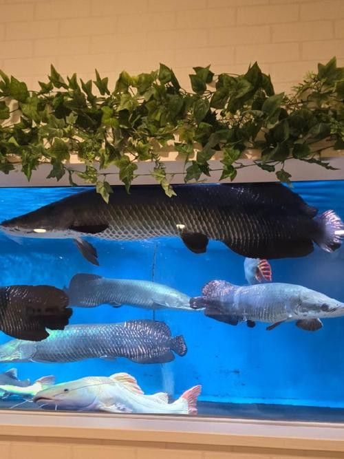 給我一些海象魚和龍魚混養的圖片（關于海象魚和龍魚混養的圖片描述） 給我一些海象魚和龍魚混養的圖片（關于海象魚和龍魚混養的圖片描述） 龍魚百科 第11張
