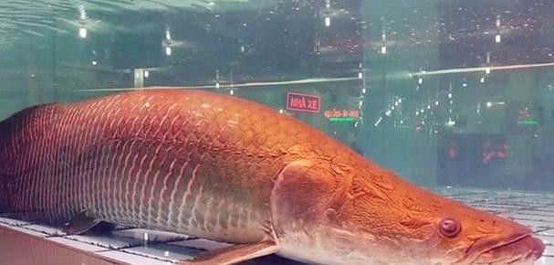 給我一些海象魚和龍魚混養的圖片（關于海象魚和龍魚混養的圖片描述） 給我一些海象魚和龍魚混養的圖片（關于海象魚和龍魚混養的圖片描述） 龍魚百科 第10張