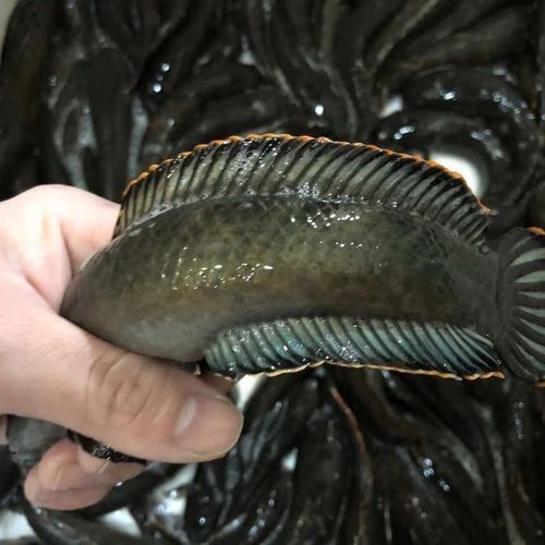 給我一些海象魚和龍魚混養的圖片（關于海象魚和龍魚混養的圖片描述） 給我一些海象魚和龍魚混養的圖片（關于海象魚和龍魚混養的圖片描述） 龍魚百科 第15張