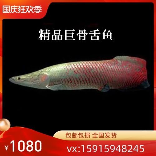 給我一些海象魚和龍魚混養的圖片（關于海象魚和龍魚混養的圖片描述） 給我一些海象魚和龍魚混養的圖片（關于海象魚和龍魚混養的圖片描述） 龍魚百科 第12張