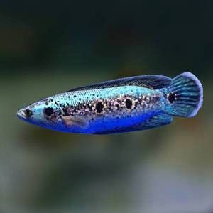 給我一些海象魚和龍魚混養的圖片（關于海象魚和龍魚混養的圖片描述） 給我一些海象魚和龍魚混養的圖片（關于海象魚和龍魚混養的圖片描述） 龍魚百科 第16張