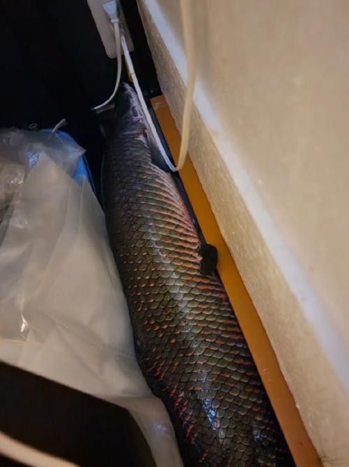 給我一些海象魚和龍魚混養的圖片（關于海象魚和龍魚混養的圖片描述） 給我一些海象魚和龍魚混養的圖片（關于海象魚和龍魚混養的圖片描述） 龍魚百科 第18張