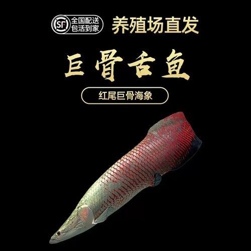 給我一些海象魚和龍魚混養的圖片（關于海象魚和龍魚混養的圖片描述） 給我一些海象魚和龍魚混養的圖片（關于海象魚和龍魚混養的圖片描述） 龍魚百科 第23張