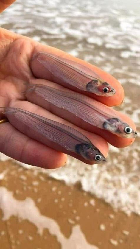 給我一些海象魚和龍魚混養的圖片（關于海象魚和龍魚混養的圖片描述） 給我一些海象魚和龍魚混養的圖片（關于海象魚和龍魚混養的圖片描述） 龍魚百科 第20張