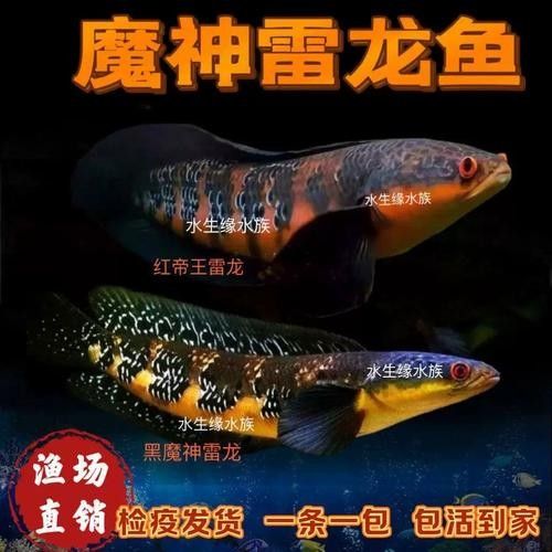 紅帝王雷龍魚的價格是多少（帝王雷龍魚價格因地區(qū)、大小、健康狀況和市場需求而異）