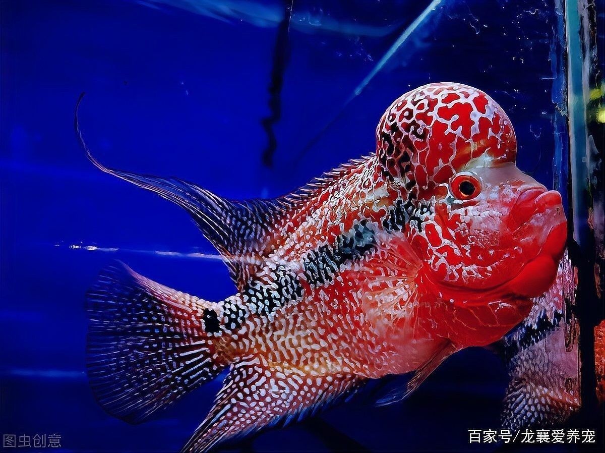 干濕分離盒多久清洗一次（魚缸干濕分離盒多久清洗一次魚缸干濕分離盒多久清洗一次） 干濕分離盒多久清洗一次（魚缸干濕分離盒多久清洗一次魚缸干濕分離盒多久清洗一次） 龍魚百科 第2張