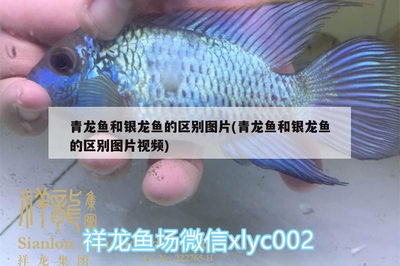 魚缸用增氧泵價格是多少:魚缸增氧機-xtrac增氧機-xtrac增氧機 青龍魚和銀龍魚的區(qū)別圖片(青龍魚和銀龍魚的區(qū)別圖片視頻)(青龍魚和銀龍魚和銀龍魚的區(qū)別) 觀賞魚百科 青龍魚和銀龍魚的區(qū)別圖片(青龍魚和銀龍魚的區(qū)別圖片視頻)(青龍魚和銀龍魚和銀龍魚的區(qū)別) 青龍魚和銀龍魚的區(qū)別圖片(青龍魚和銀龍魚的區(qū)別圖片視頻)(青龍魚和銀龍魚和銀龍魚的區(qū)別) 觀賞魚百科