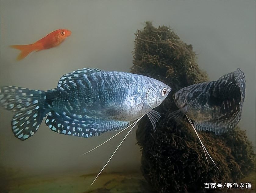 如何判斷龍魚是否攻擊蝴蝶鯉？（如何判斷蝴蝶鯉是否被龍魚攻擊） 如何判斷龍魚是否攻擊蝴蝶鯉？（如何判斷蝴蝶鯉是否被龍魚攻擊） 龍魚百科 第5張