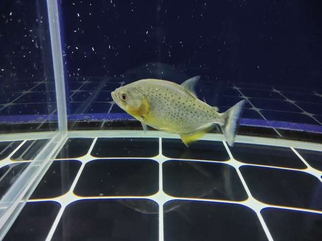 如何判斷龍魚是否攻擊蝴蝶鯉？（如何判斷蝴蝶鯉是否被龍魚攻擊） 如何判斷龍魚是否攻擊蝴蝶鯉？（如何判斷蝴蝶鯉是否被龍魚攻擊） 龍魚百科 第6張