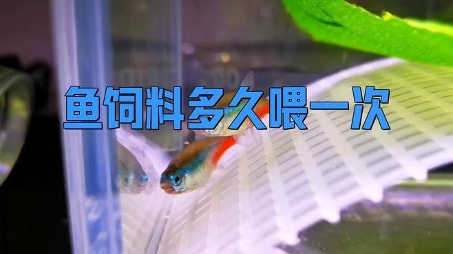 紅尾過背金龍魚多久喂一次（紅尾過背金龍魚喂食頻率揭秘金龍魚快速成長秘訣） 紅尾過背金龍魚多久喂一次（紅尾過背金龍魚喂食頻率揭秘金龍魚快速成長秘訣） 龍魚百科 第5張