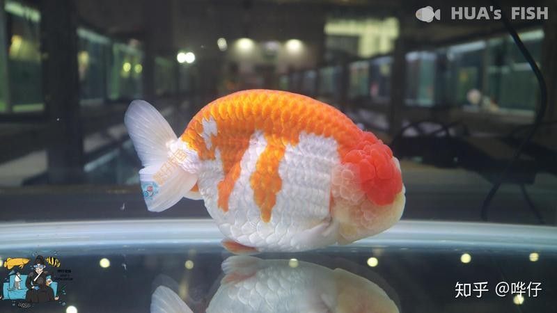 哪些品牌的紅霉素對龍魚更安全（紅霉素對龍魚安全嗎） 哪些品牌的紅霉素對龍魚更安全（紅霉素對龍魚安全嗎） 龍魚百科 第7張