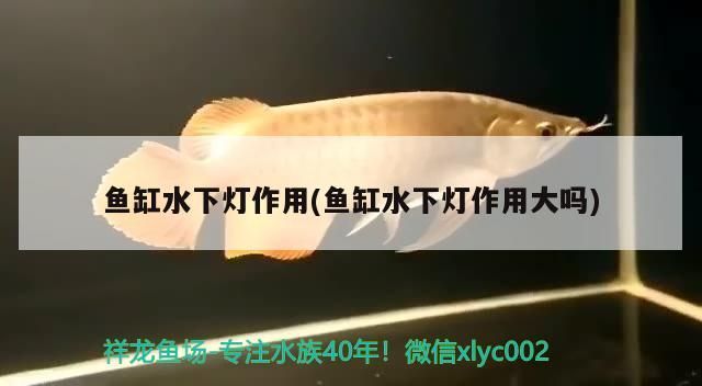 魚缸水下燈作用(魚缸水下燈作用大嗎)（魚缸水下燈作用）