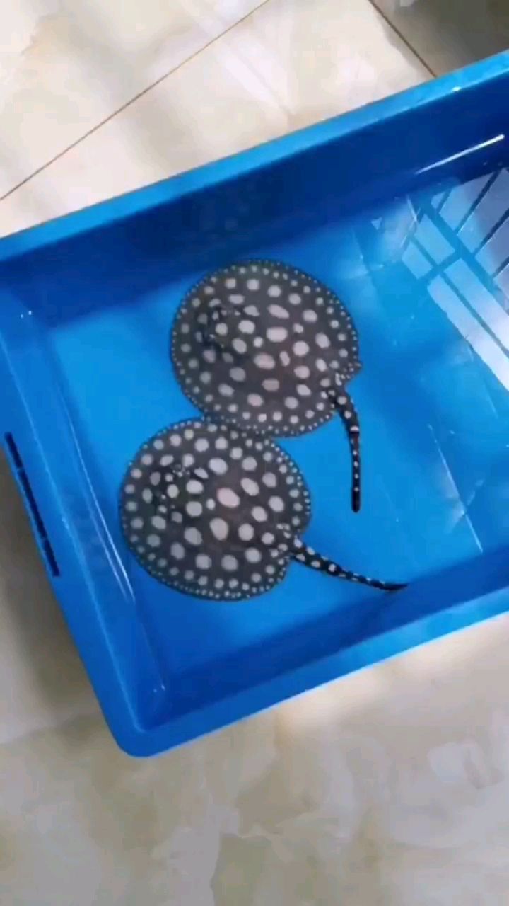 40天了（祥龍水族聯盟魚友怎么評論的=====）
