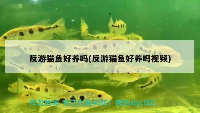 反游貓魚好養嗎(反游貓魚好養嗎視頻)（關于反游貓魚好養嗎的介紹） 反游貓魚好養嗎(反游貓魚好養嗎視頻)（關于反游貓魚好養嗎的介紹） 觀賞魚百科